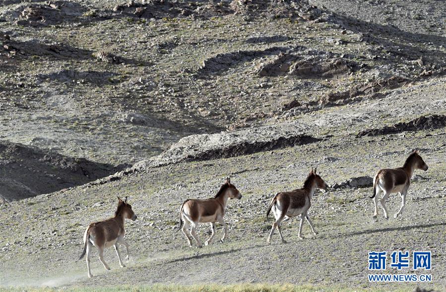 （在習(xí)近平新時(shí)代中國(guó)特色社會(huì)主義思想指引下&mdash;&mdash;新時(shí)代新作為新篇章&middot;習(xí)近平總書(shū)記關(guān)切事&middot;圖文互動(dòng)）（1）綠色映底蘊(yùn)，山水見(jiàn)初心&mdash;&mdash;生態(tài)優(yōu)先、綠色發(fā)展持續(xù)造福群眾美好生活