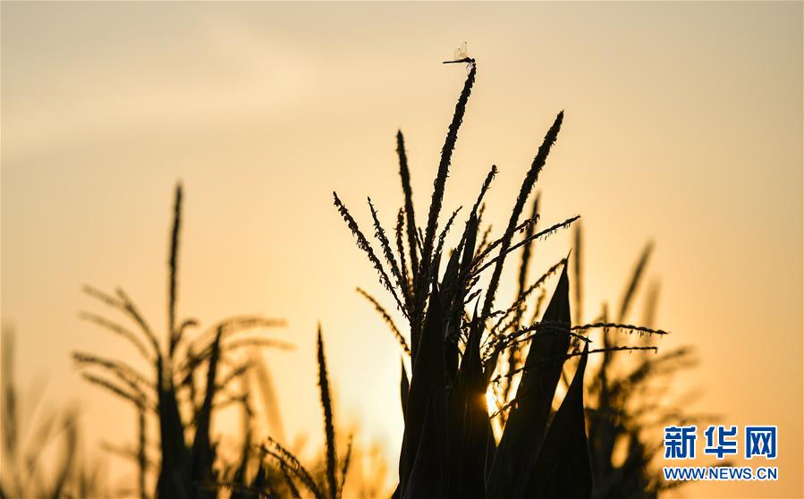 （在習近平新時代中國特色社會主義思想指引下&mdash;&mdash;新時代新作為新篇章&middot;習近平總書記關(guān)切事&middot;圖文互動）（1）為黑土加&ldquo;油&rdquo;&mdash;&mdash;&ldquo;耕地中的大熊貓&rdquo;，我們這樣保護