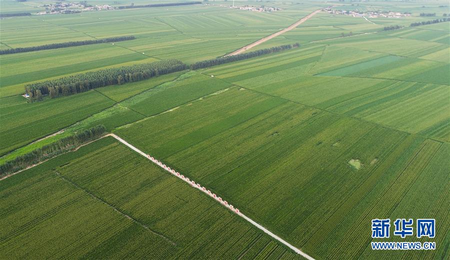 （在習近平新時代中國特色社會主義思想指引下&mdash;&mdash;新時代新作為新篇章&middot;習近平總書記關(guān)切事&middot;圖文互動）（2）為黑土加&ldquo;油&rdquo;&mdash;&mdash;&ldquo;耕地中的大熊貓&rdquo;，我們這樣保護