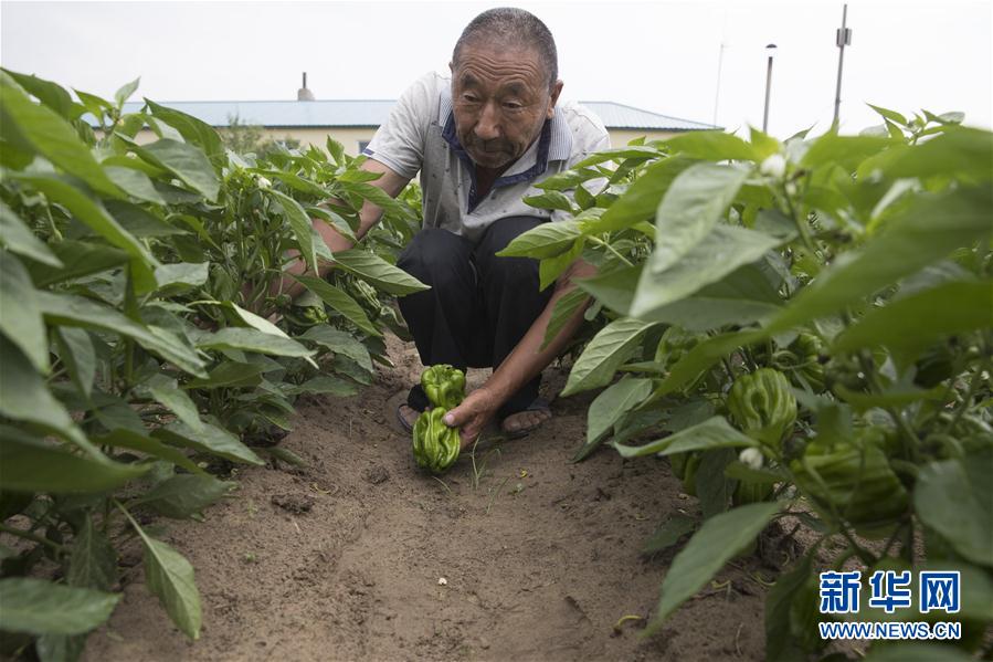 （決戰(zhàn)決勝脫貧攻堅&middot;圖文互動）（3）幸福村的幸福&ldquo;菜&rdquo;事