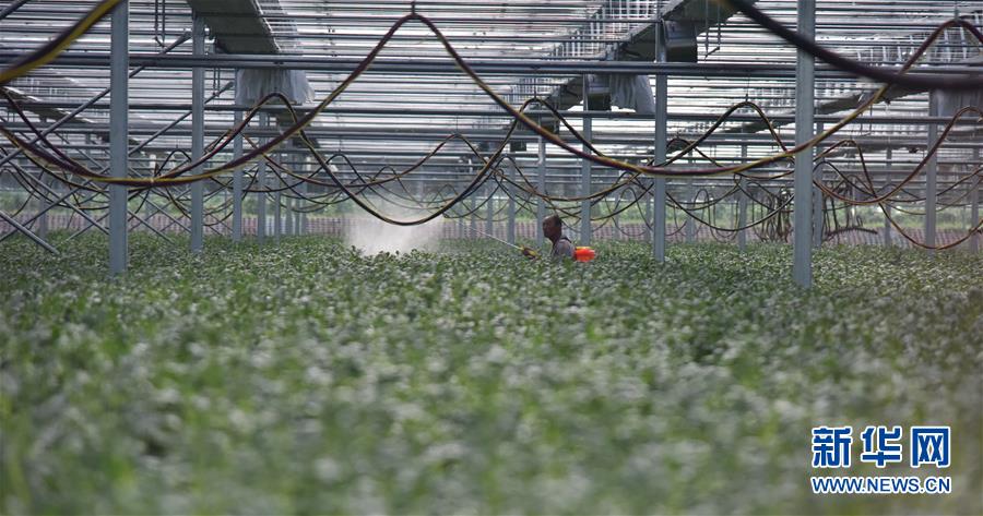 （決戰(zhàn)決勝脫貧攻堅(jiān)&middot;圖文互動(dòng)）（3）&ldquo;小土豆&rdquo; 漸成增收大產(chǎn)業(yè)