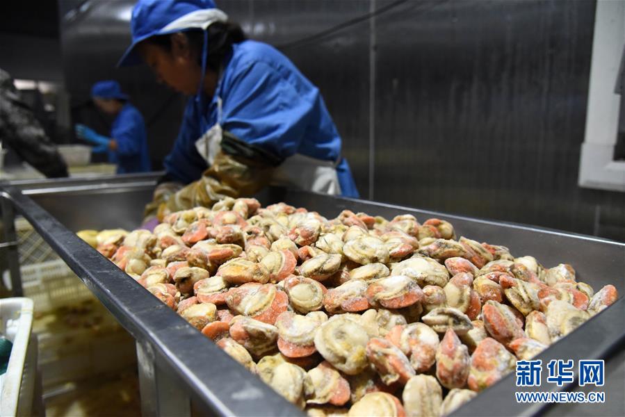 (走向我們的小康生活·圖文互動)(1)長島漁民的扇貝喜事:從請客求人買到供不應(yīng)求