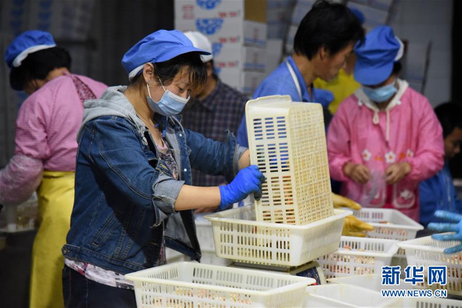 (走向我們的小康生活·圖文互動)(6)長島漁民的扇貝喜事:從請客求人買到供不應(yīng)求