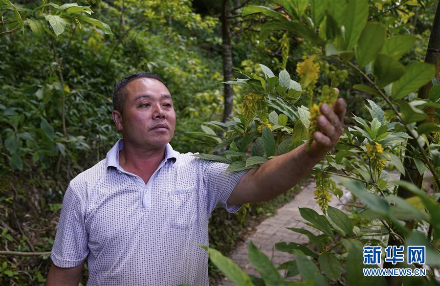 （新華全媒頭條&middot;走向我們的小康生活&middot;圖文互動）（4）&ldquo;靠山吃山&rdquo;的新路徑&mdash;&mdash;探尋大瑤山的&ldquo;幸福密碼&rdquo;