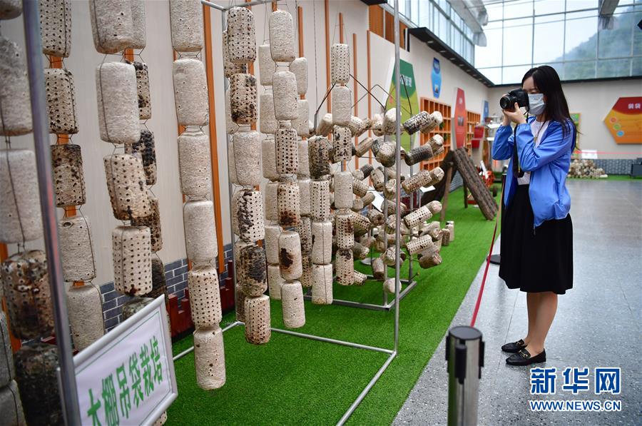 （走向我們的小康生活&middot;圖文互動(dòng)）（6）綠了青山，紅了日子&mdash;&mdash;秦巴山區(qū)群眾繪出小康&ldquo;調(diào)色板&rdquo;