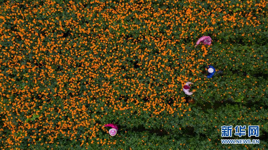 （圖文互動(dòng)）（2）幸?；ㄩ_(kāi)&mdash;&mdash;高黎貢山下&ldquo;萬(wàn)畝花海&rdquo;帶富美麗鄉(xiāng)村