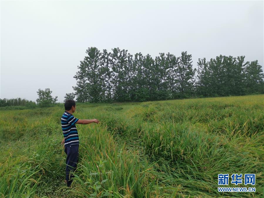 （新華視點(diǎn)&middot;聚焦餐桌外的浪費(fèi)&middot;圖文互動(dòng)）（2）顆粒歸倉(cāng)為何難實(shí)現(xiàn)？我國(guó)糧食收割環(huán)節(jié)損失驚人