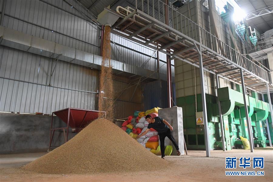 （新華視點(diǎn)&middot;聚焦餐桌外的浪費(fèi)&middot;圖文互動）（1）農(nóng)戶儲糧損失達(dá)8%！設(shè)施普遍簡陋，蟲害霉變堪憂