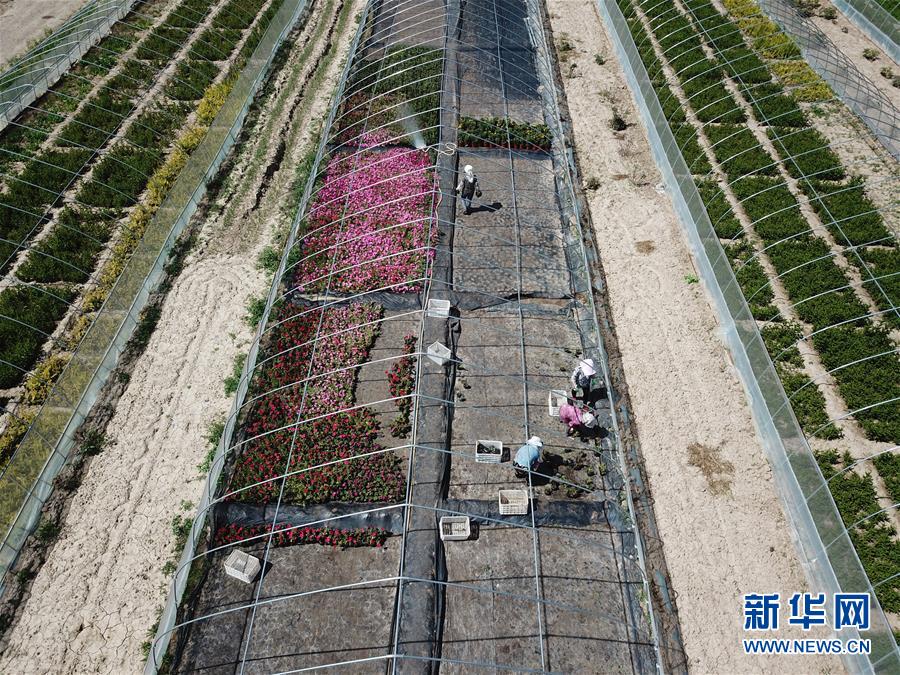 （新華全媒頭條&middot;走向我們的小康生活&middot;圖文互動(dòng)）（1）&ldquo;苦甲&rdquo;不再，&ldquo;甘味&rdquo;綿長(zhǎng)&mdash;&mdash;脫貧攻堅(jiān)的甘肅味道