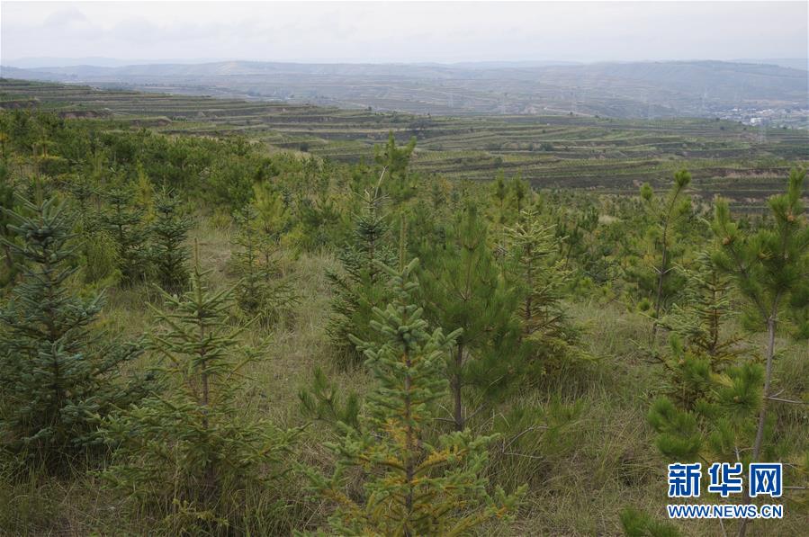 （決戰(zhàn)決勝脫貧攻堅(jiān)&middot;圖文互動(dòng)）（1）甘肅定西黃土高坡上，有片&ldquo;福州林&rdquo;