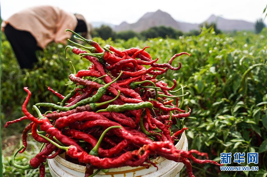 （走向我們的小康生活&middot;決戰(zhàn)決勝脫貧攻堅&middot;圖文互動）（8）甘青交界處的跨越&mdash;&mdash;保安族、撒拉族的脫貧故事 