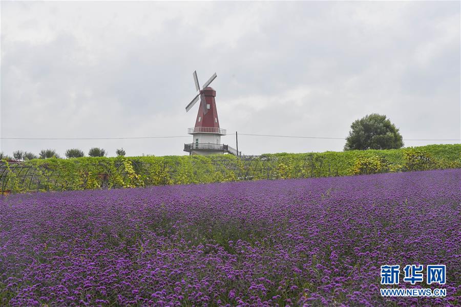 （新華全媒頭條&middot;走向我們的小康生活&middot;圖文互動(dòng)）（6）黑土地上是我家&mdash;&mdash;在吉林，一瞥中國(guó)東北鄉(xiāng)村美麗未來(lái)