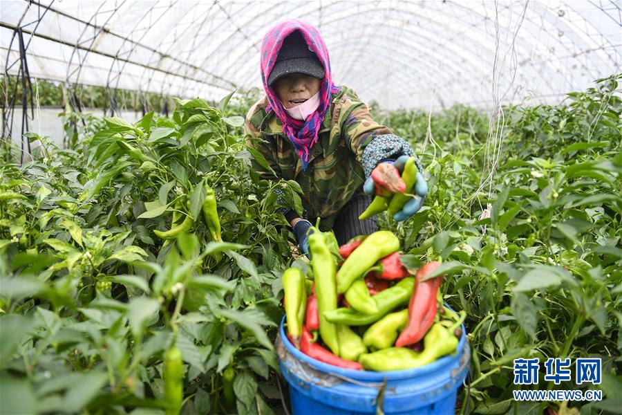 （新華全媒頭條&middot;走向我們的小康生活&middot;圖文互動(dòng)）（10）黑土地上是我家&mdash;&mdash;在吉林，一瞥中國(guó)東北鄉(xiāng)村美麗未來(lái)