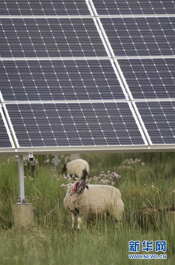 (新華全媒頭條·走向我們的小康生活·決戰(zhàn)決勝脫貧攻堅(jiān)·圖文互動(dòng))(5)高原上綻放的光芒——來自青海攻克深度貧困堡壘的故事