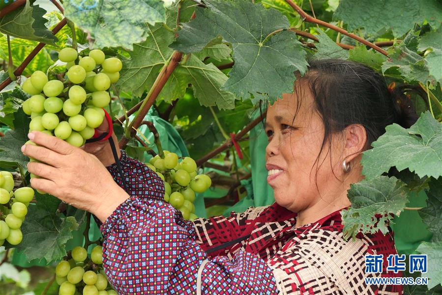 （決戰(zhàn)決勝脫貧攻堅&middot;圖文互動）（2）同飲一江水 攜手&ldquo;斬窮根&rdquo;&mdash;&mdash;深圳對口廣西河池、百色扶貧協(xié)作見聞