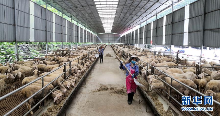 （決戰(zhàn)決勝脫貧攻堅&middot;圖文互動）（5）同飲一江水 攜手&ldquo;斬窮根&rdquo;&mdash;&mdash;深圳對口廣西河池、百色扶貧協(xié)作見聞