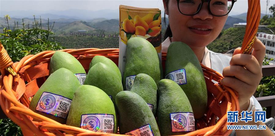 （決戰(zhàn)決勝脫貧攻堅&middot;圖文互動）（7）同飲一江水 攜手&ldquo;斬窮根&rdquo;&mdash;&mdash;深圳對口廣西河池、百色扶貧協(xié)作見聞