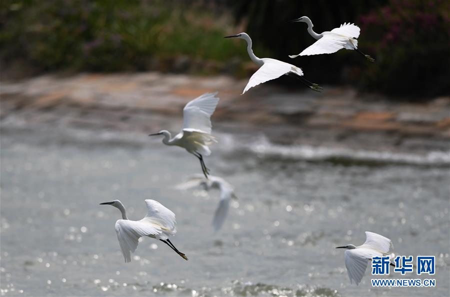 （特區(qū)40年?圖文互動(dòng)）（4）廈庇五洲客 門(mén)納萬(wàn)頃濤&mdash;&mdash;廈門(mén)經(jīng)濟(jì)特區(qū)40年發(fā)展紀(jì)實(shí)