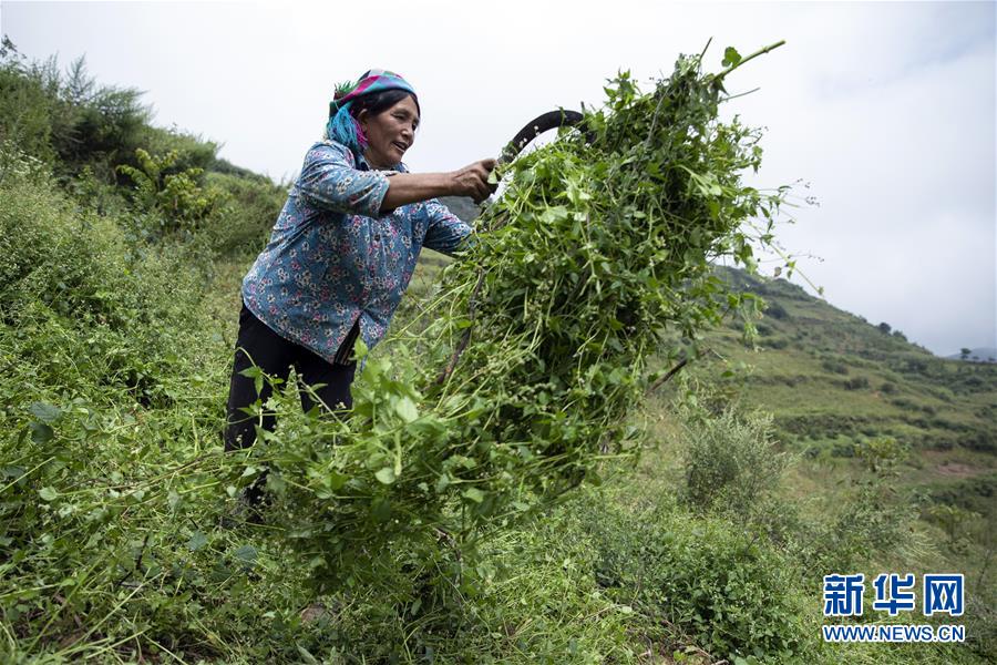 (決戰(zhàn)決勝脫貧攻堅(jiān)·圖文互動(dòng))(1)大涼山深處再次響起的口弦