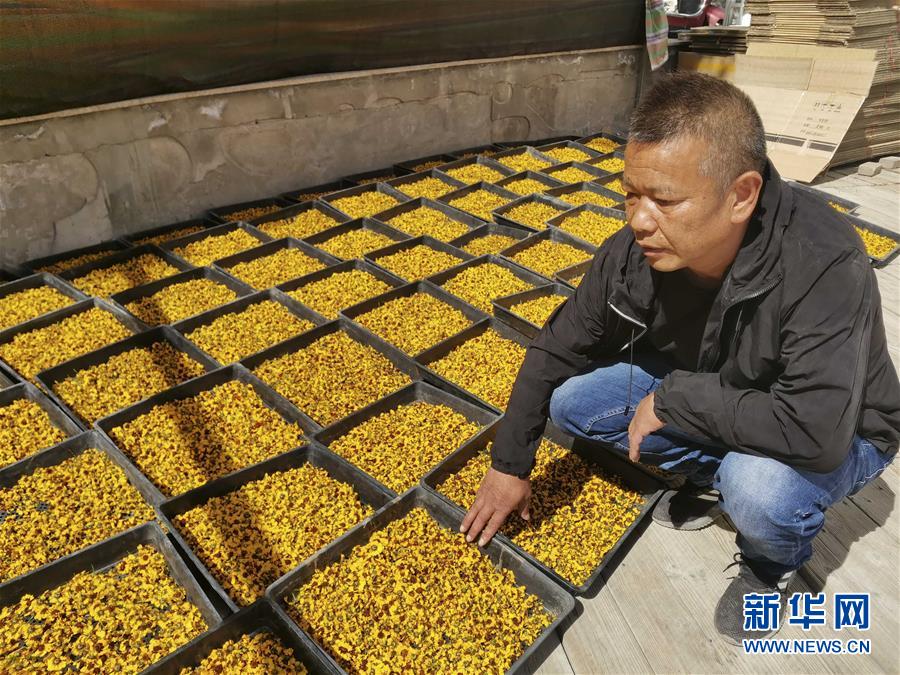 (決戰(zhàn)決勝脫貧攻堅(jiān)·圖文互動)(2)帕米爾高原盛開“富民花”