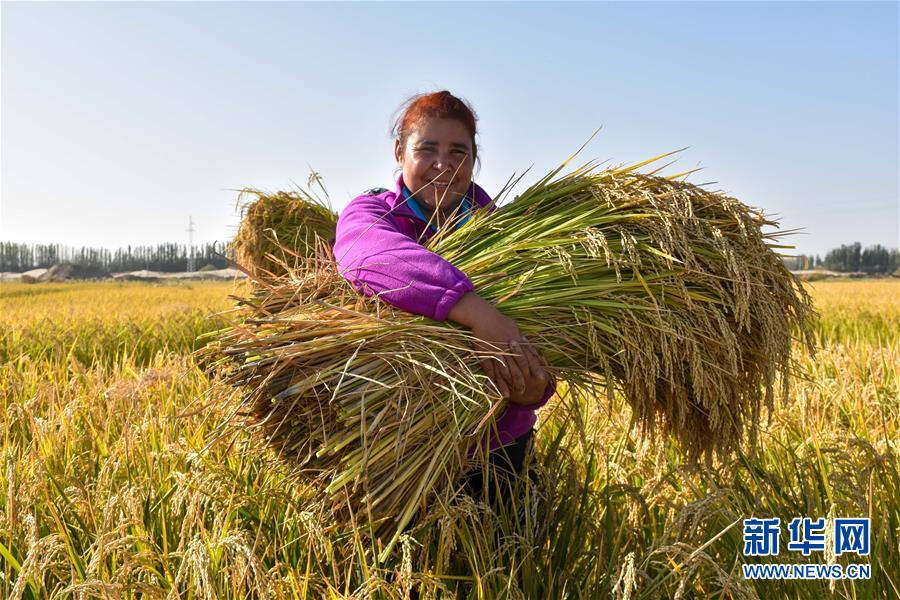 (圖文互動)(1)我在塔克拉瑪干沙漠種水稻