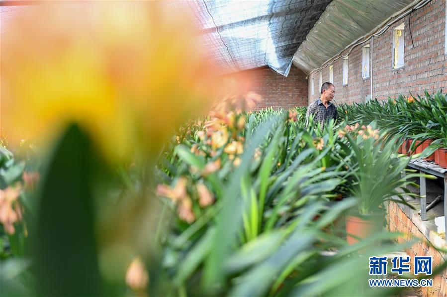 （決戰(zhàn)決勝脫貧攻堅(jiān)&middot;圖文互動(dòng)）（1）君子蘭在脫貧攻堅(jiān)戰(zhàn)場(chǎng)上&ldquo;綻放&rdquo;