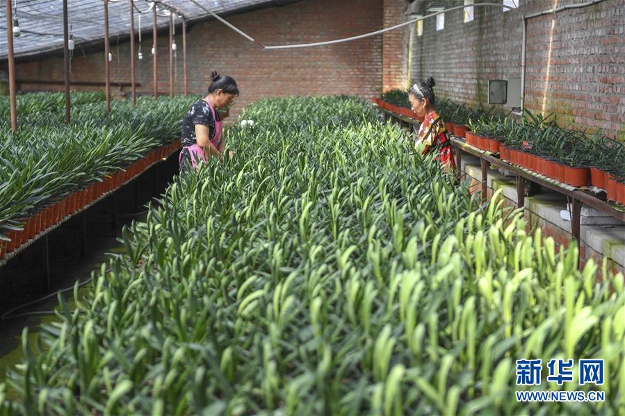 （決戰(zhàn)決勝脫貧攻堅(jiān)&middot;圖文互動(dòng)）（2）君子蘭在脫貧攻堅(jiān)戰(zhàn)場(chǎng)上&ldquo;綻放&rdquo;