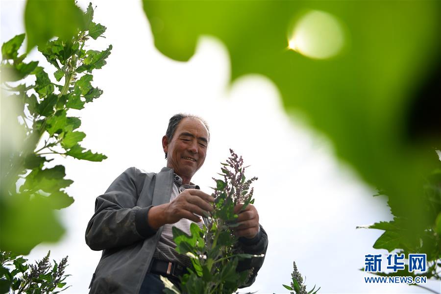 (新華全媒頭條·圖文互動(dòng))(12)大山的回響——三個(gè)民族自治縣的70年巨變