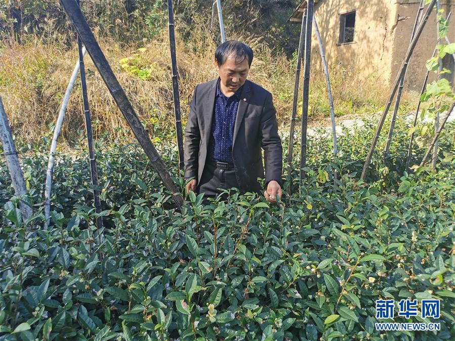 （決戰(zhàn)決勝脫貧攻堅&middot;圖文互動）（2）咬定&ldquo;茶&rdquo;山不放松&mdash;&mdash;安徽大別山區(qū)石佛村依靠茶產業(yè)脫貧致富見聞