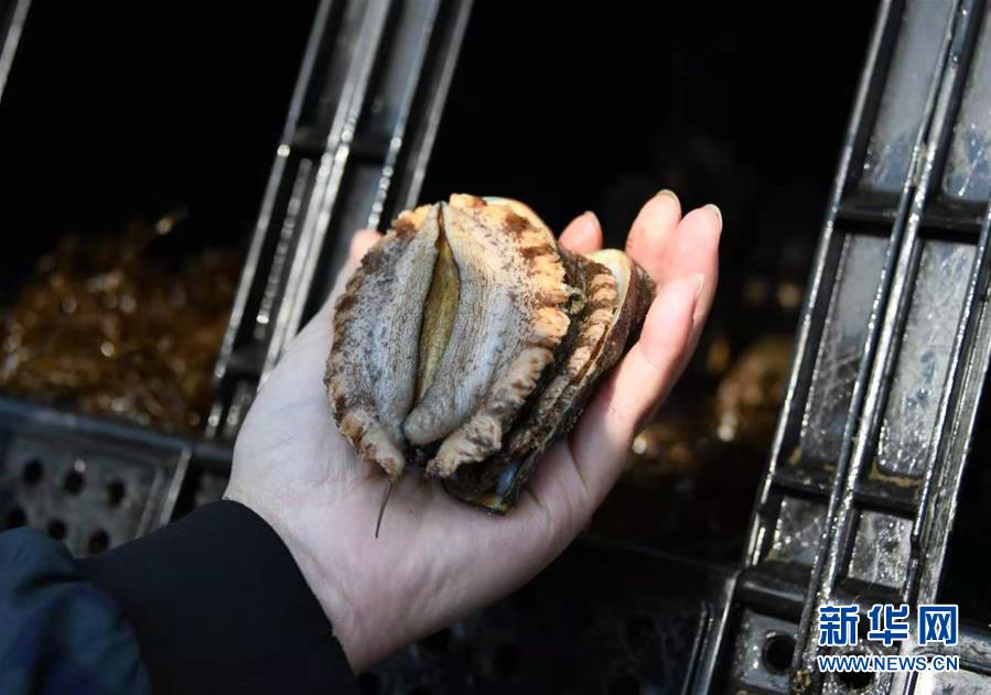 （新華全媒頭條&middot;圖文互動）（3）&ldquo;拔&rdquo;海起牧場 &ldquo;耕&rdquo;海新牧歌