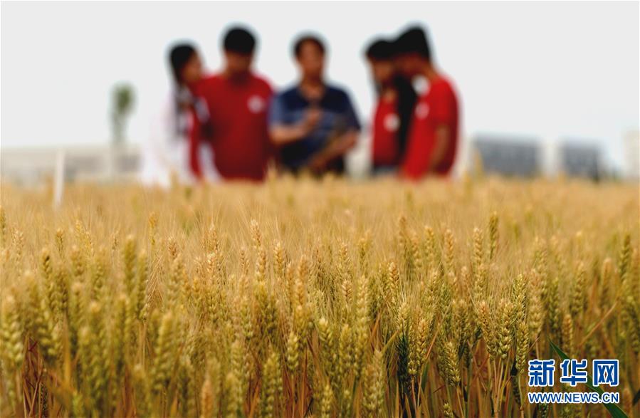 (在習近平新時代中國特色社會主義思想指引下——新時代新作為新篇章·總書記關(guān)心的百姓身邊事·圖文互動)(2)“農(nóng)”字頭照樣“大”作為——豐收時節(jié)看涉農(nóng)高校人才在希望的田野