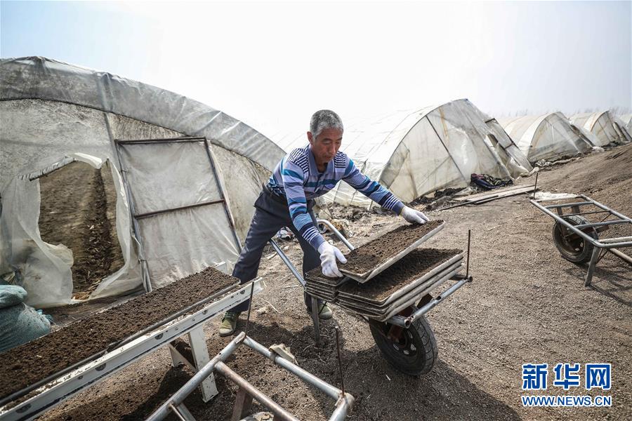 (在習近平新時代中國特色社會主義思想指引下——新時代新作為新篇章·習近平總書記關(guān)切事·圖文互動)(5)春耕忙 信心足——谷雨時節(jié)走馬東北直擊糧事