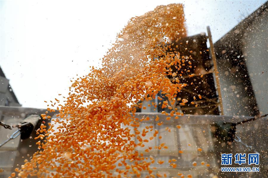 (在習近平新時代中國特色社會主義思想指引下——新時代新作為新篇章·習近平總書記關(guān)切事·圖文互動)(8)春耕忙 信心足——谷雨時節(jié)走馬東北直擊糧事