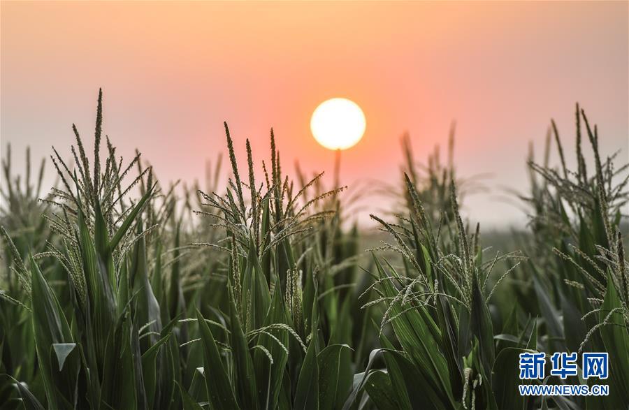 （在習(xí)近平新時(shí)代中國特色社會主義思想指引下&mdash;&mdash;新時(shí)代新作為新篇章&middot;習(xí)近平總書記關(guān)切事&middot;圖文互動）（7）讓百姓吃得飽還要吃得好&mdash;&mdash;夯實(shí)糧食安全基礎(chǔ)端牢中國飯碗