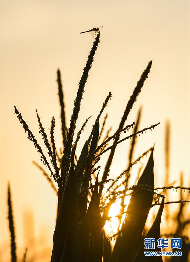 （在習(xí)近平新時(shí)代中國特色社會主義思想指引下&mdash;&mdash;新時(shí)代新作為新篇章&middot;習(xí)近平總書記關(guān)切事&middot;圖文互動）（9）讓百姓吃得飽還要吃得好&mdash;&mdash;夯實(shí)糧食安全基礎(chǔ)端牢中國飯碗
