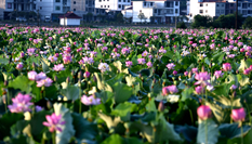 江西南豐：讓貧困戶吃上&ldquo;旅游飯&rdquo;