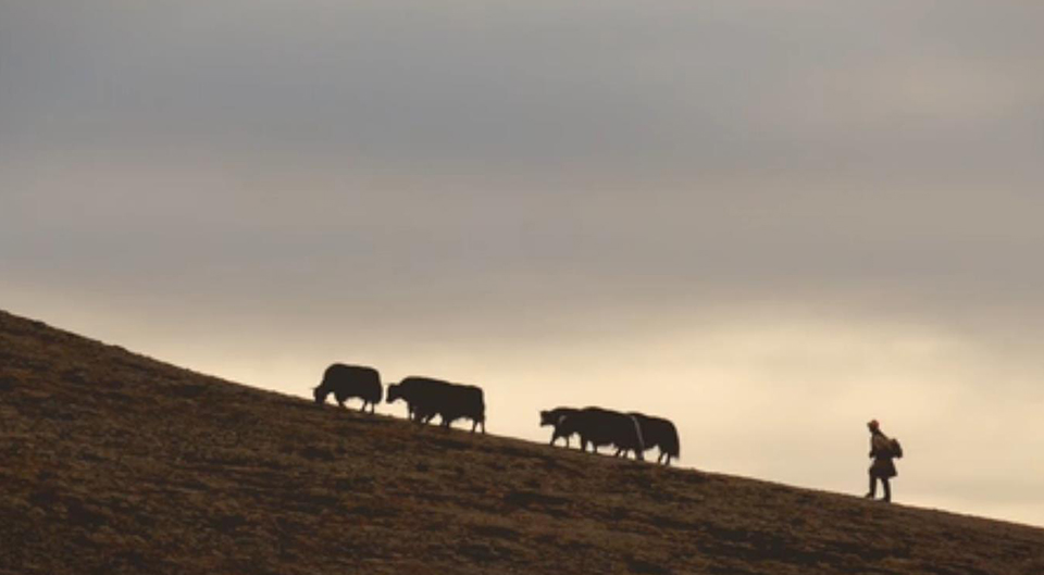 幸福來(lái)敲門(mén)丨普次仁的&ldquo;新牧場(chǎng)&rdquo;