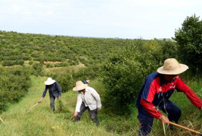 &ldquo;一畝油茶百斤油，又娶媳婦又蓋樓&rdquo;&mdash;&mdash;河南光山走上生態(tài)富民路