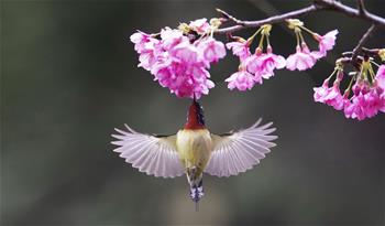 櫻花叢中鳥(niǎo)翻飛