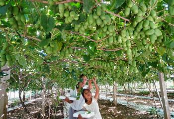 河北盧龍：&ldquo;維C之王&rdquo;開(kāi)拓致富新路