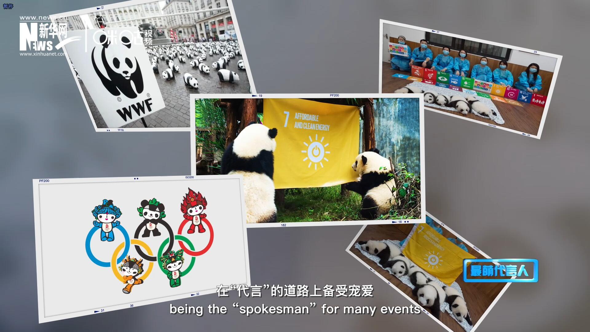 大熊貓在世界各地圈粉無數(shù)，在&ldquo;代言&rdquo;的道路上備受寵愛。