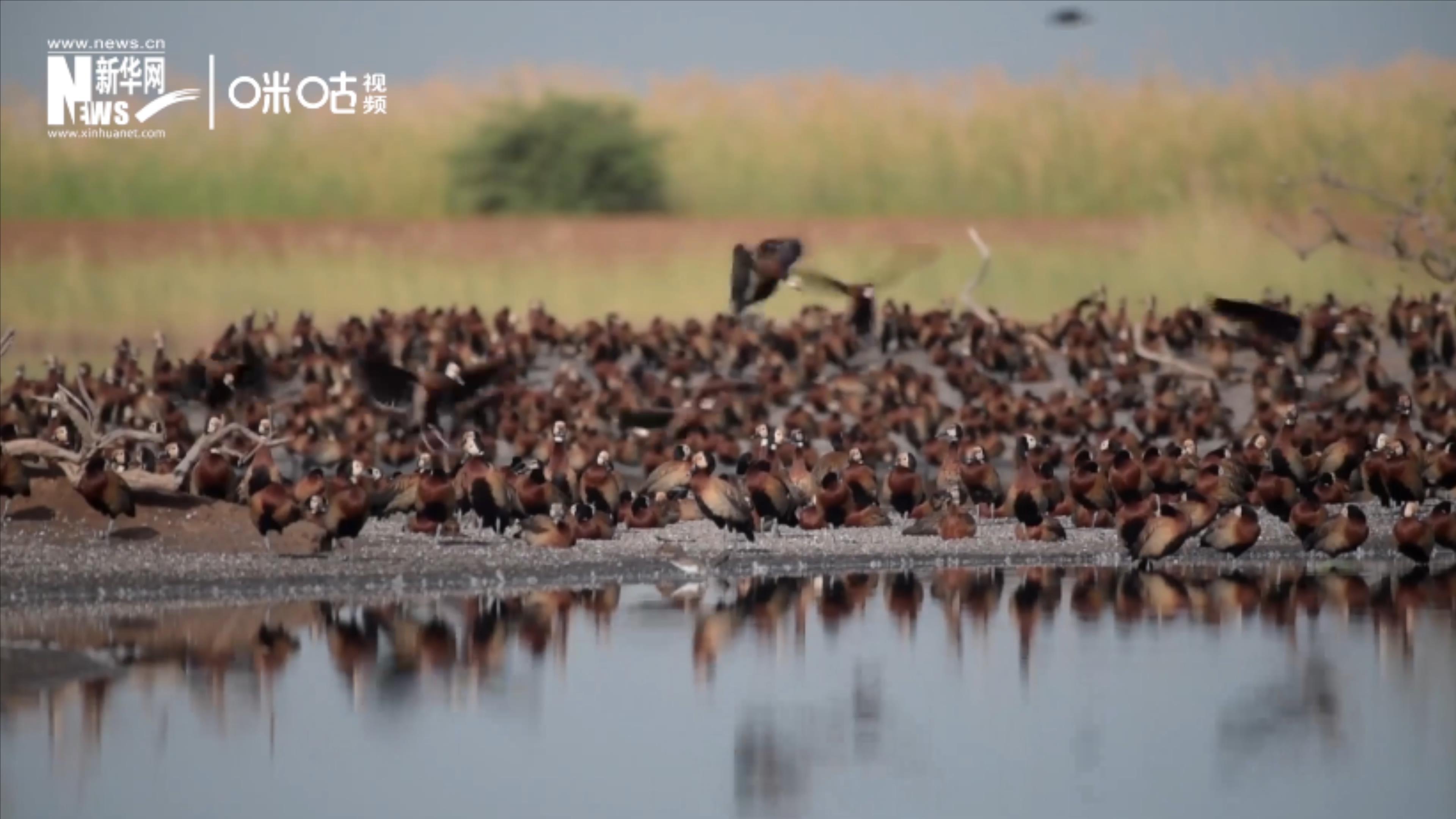 候鳥將人類、生態(tài)系統(tǒng)和世界各國連在一起