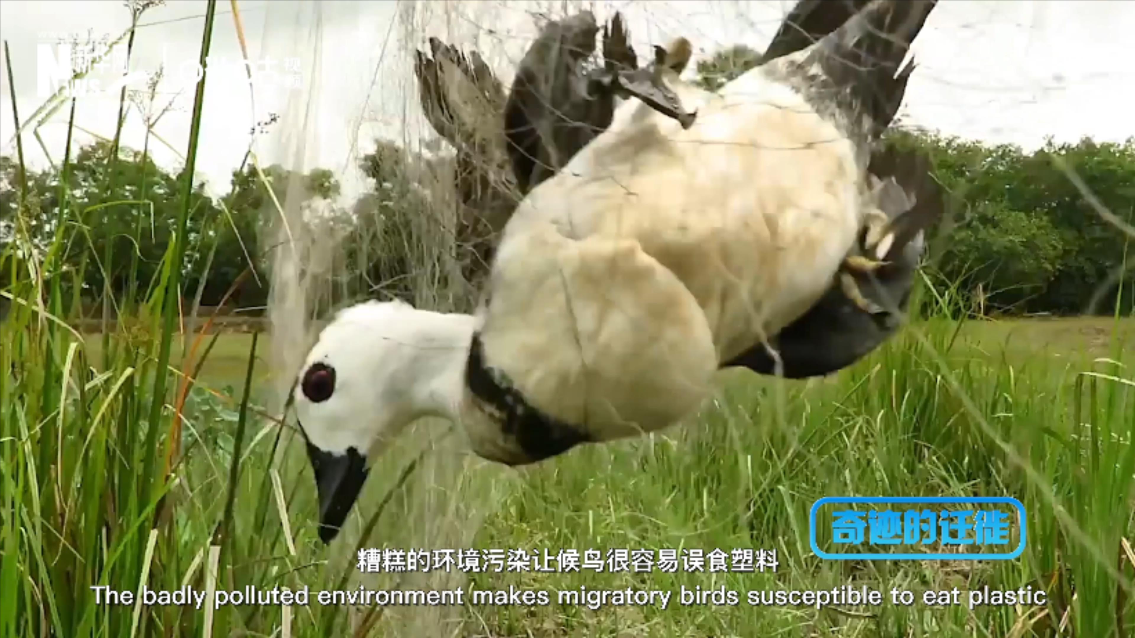 棲息地減少、環(huán)境污染、捕殺正威脅著候鳥的生存