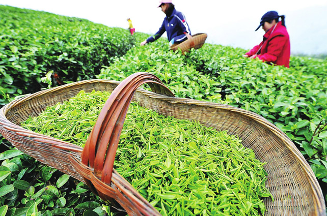 西湖龍井像LV包，原因在這里
