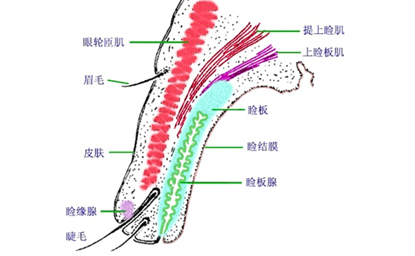 眼瞼外翻矯正方法有哪些?眼瞼外翻術(shù)后有什么常見問(wèn)題?