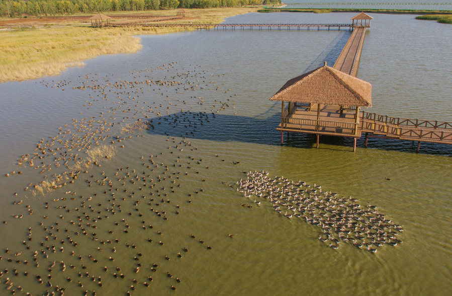 新華微評&middot;學(xué)習(xí)路上：生態(tài)興，百業(yè)旺