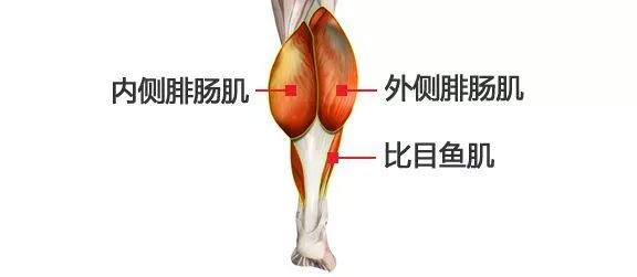 小腿肌肉阻斷術是什么？小腿神經(jīng)阻斷術的后遺癥有嗎？