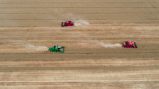 【&ldquo;飛閱&rdquo;中國】黃河兩岸，麥浪翻滾遍地金
