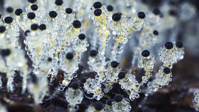 太美了！90后姑娘拍下微觀菌類世界