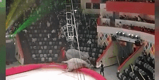 意外！場(chǎng)面失控 俄馬戲團(tuán)大象踩踏觀眾席